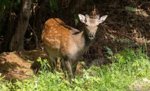 Fallow Deer in the Garden at Foyers Bay Country House