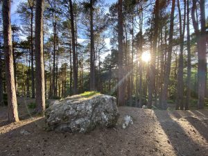 The woods at Foyers Waterfall