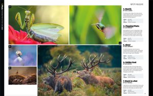 N-Photo Photographer of the year competition - 7th Place - Wildlife - July 2019